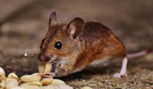 24 Hour & Emergency Exterminators in Tuckerdale, NC